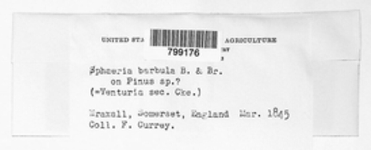 Trichosphaeria barbula image